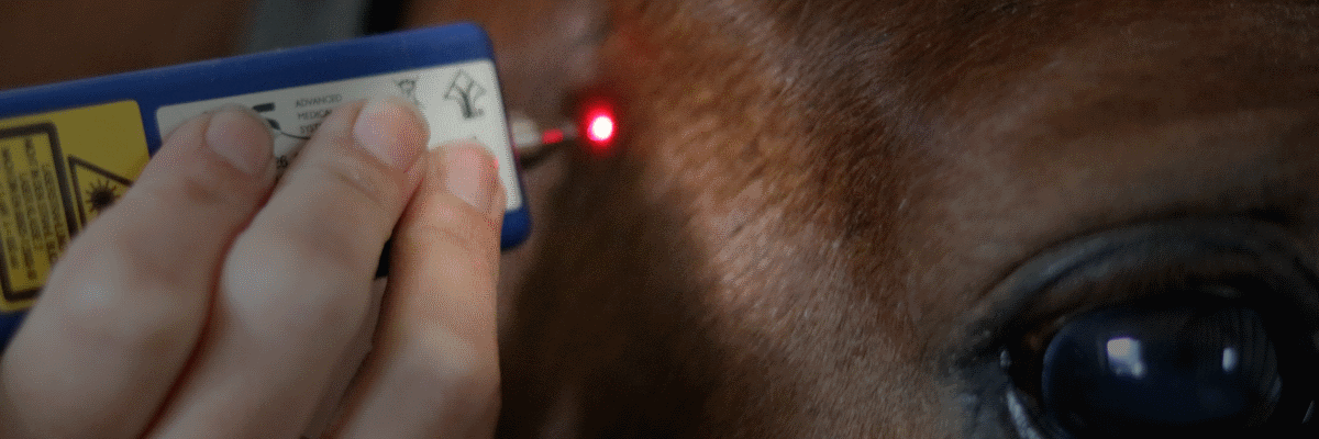Laser Akupunktur Pferd